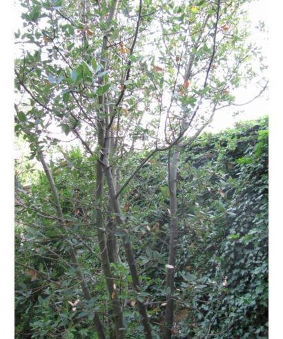 Dąb (Quercus kewensis) (łac. Quercus kewensis)