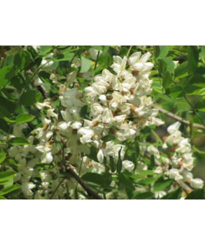 Robinia akacjowa (łac. Robinia pseudoacacia)