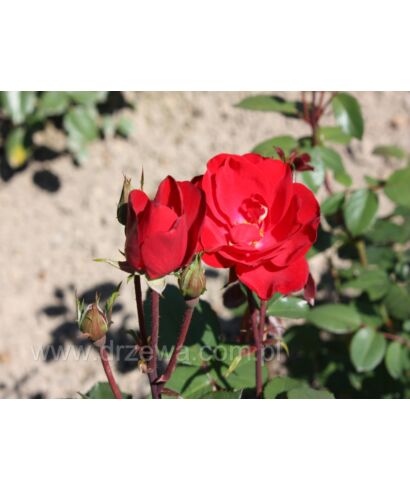 Róża 'Bad Füssing' (łac. Rosa)