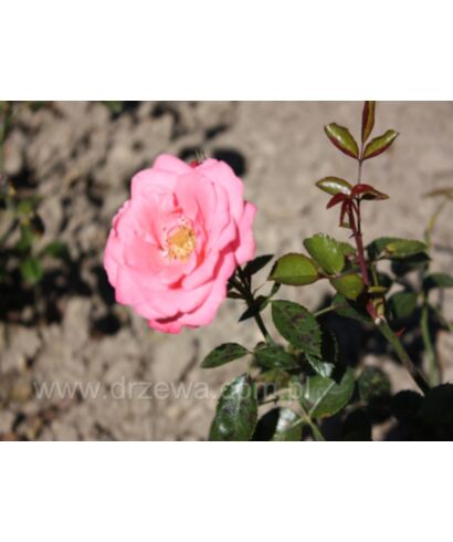 Róża 'Bella Rosa' (łac. Rosa)