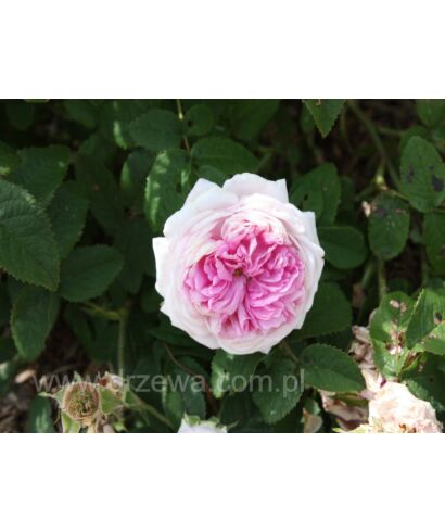 Róża 'Belle des Jardins' (łac. Rosa)