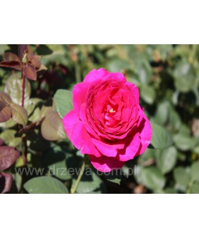 Róża 'Big Purple' (łac. Rosa)