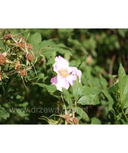 Róża błotna (łac. Rosa palustris)