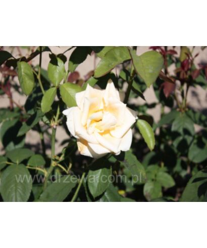 Róża 'Caramella' (łac. Rosa)