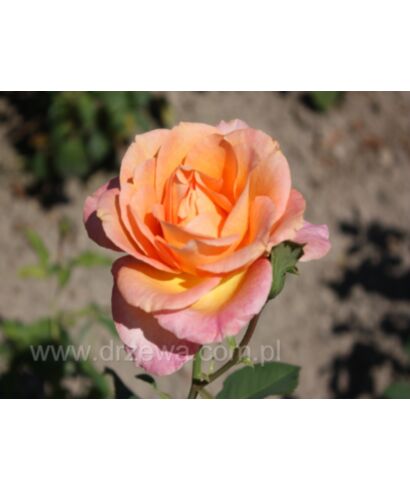 Róża 'Caribia' (łac. Rosa)