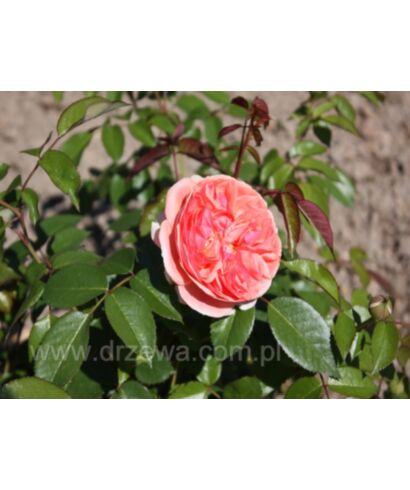 Róża 'Chippendale' (łac. Rosa)