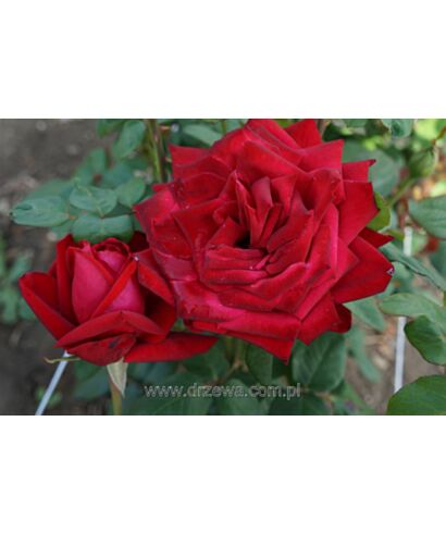 Róża czerwona bordowa (łac. Rosa Czerwona)