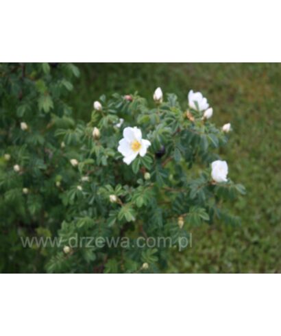 Róża czteropłatkowa (łac. Rosa omeiensis)