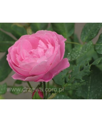 Róża damasceńska 'Jacques Cartier' (łac. Rosa x damascena)