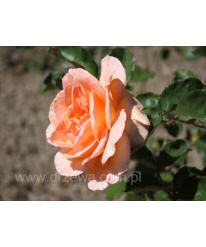 Róża 'Doris Tysterman' (łac. Rosa)