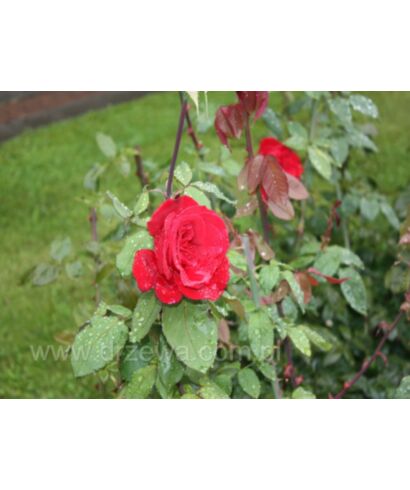 Róża 'Erika Pluhar' (łac. Rosa)
