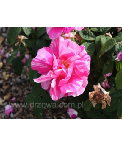 Róża francuska 'Versicolor'  (łac. Rosa gallica)