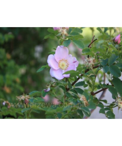 Róża gęstokolczasta (łac. Rosa pimpinellifolia)