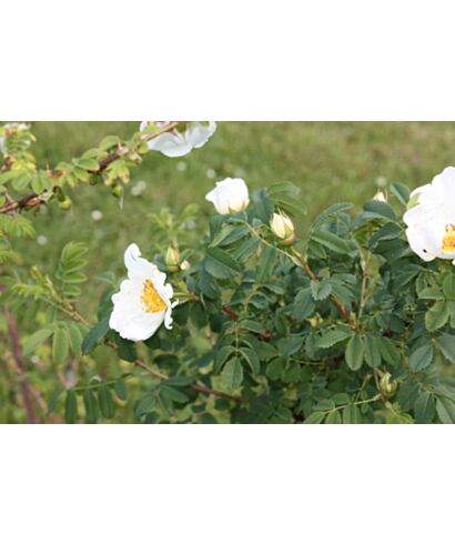 Róża jedwabista (łac. Rosa sericea)