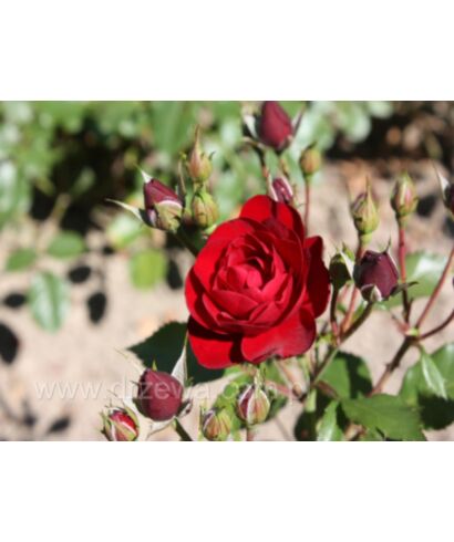 Róża 'Lavaglut' (łac. Rosa)