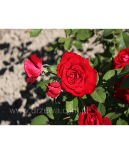 Róża 'Lubecker Rotspon' (łac. Rosa)