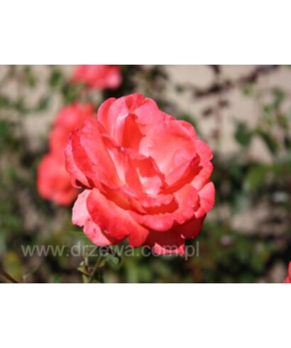 Róża 'Munchen Kindl' (łac. Rosa)