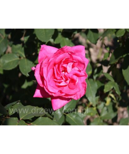 Róża 'Peter Frankenfeld' (łac. Rosa)