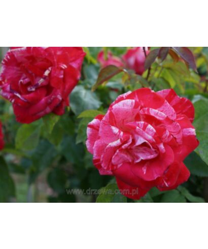 Róża pienna Czerwono-biała (łac. Rosa)