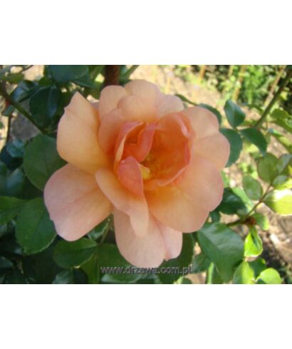 Róża pienna Morelowa (łac. Rosa)