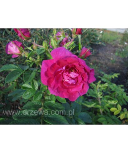 Róża pomarszczona 'Hansa' (łac. Rosa rugosa)