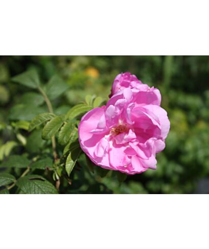 Róża pomarszczona 'Passion Rokoko' (łac. Rosa rugosa)