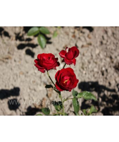 Róża 'Puszta' (łac. Rosa)