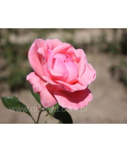Róża 'Queen Elizabeth' (łac. Rosa)