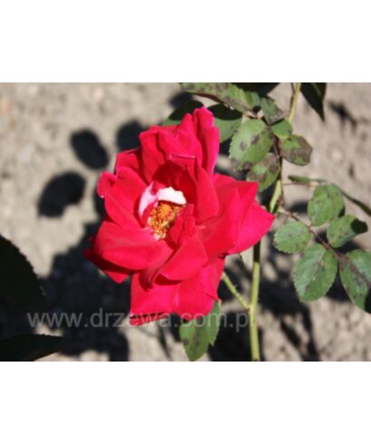 Róża 'Remy Martin' (łac. Rosa)