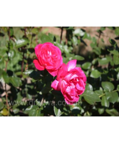 Róża 'Rose Gaujard' (łac. Rosa)