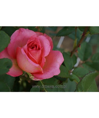 Róża Różowo - łososiowa (łac. Rosa Różowo - łososiowa)