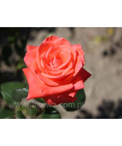 Róża 'Sandra' (łac. Rosa)