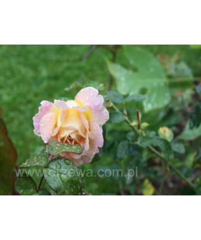 Róża 'Tahiti' (łac. Rosa)