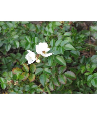 Róża Wichury (łac. Rosa wichuraiana)