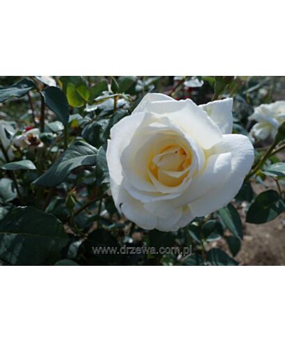 Róża    wielkokwiatowa biała 