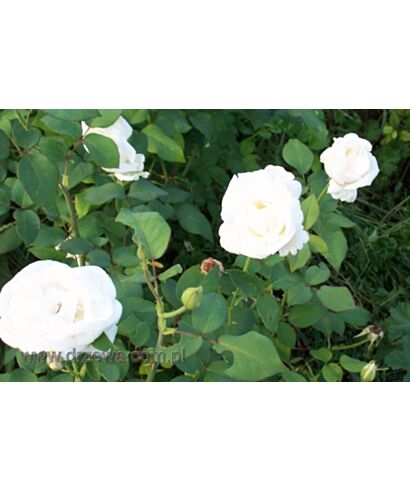 Roża   wielkokwiatowa biała (łac. Rosa)