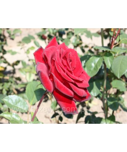 Róża wielkokwiatowa ciemno bordowa (łac. Rosa)