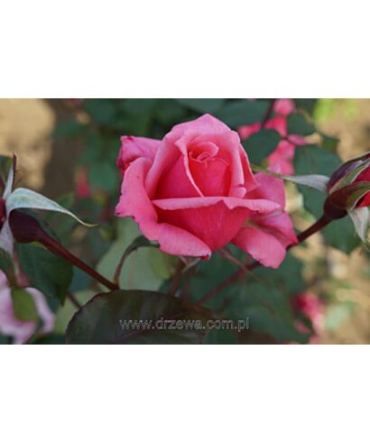 Róża   wielkokwiatowa ciemno różowa  (łac. Rosa)