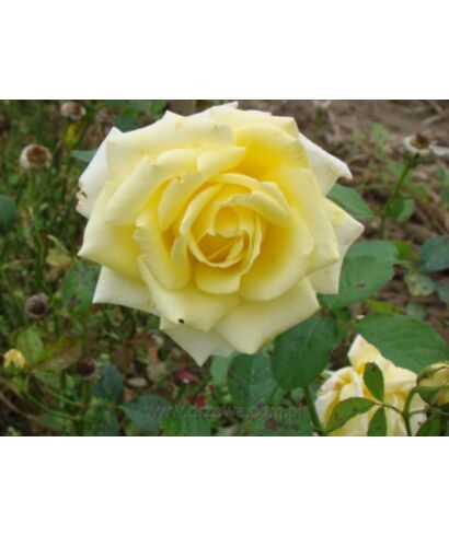 Róża Żółta parkowa (łac. Rosa)