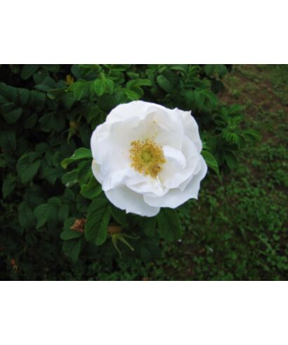 Róża 'Blanca'