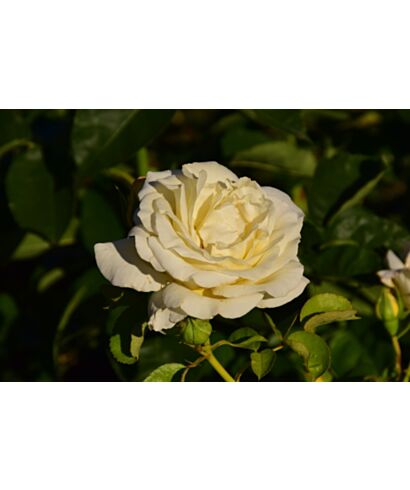 Róża 'Folklore' (łac. Rosa)