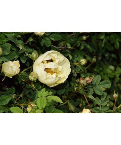 Róża harisona (łac. Rosa harisonii)