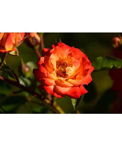 Róża 'Mein Munchen'