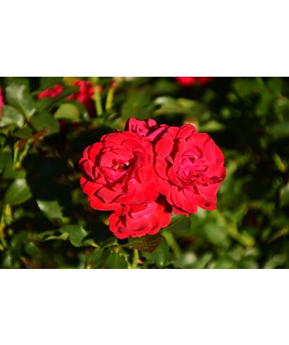Róża 'Nina Weibulla ®' (łac. Rosa)