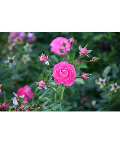 Róża 'Pink Cover'