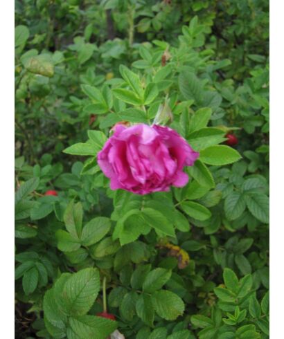 Róża 'Roseraie de L’Hay'