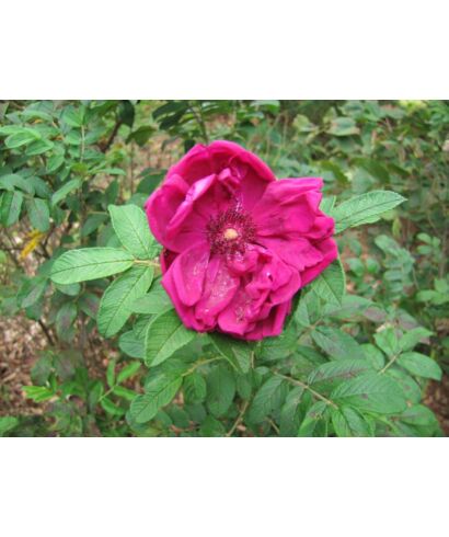 Róża 'Rotes Phaenomen'