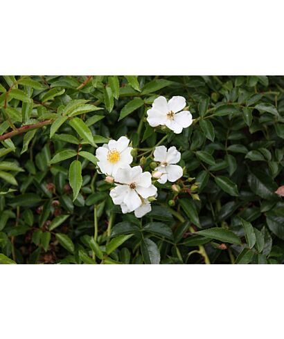 Róża WHITE DECUMBA 'Hanwidec'