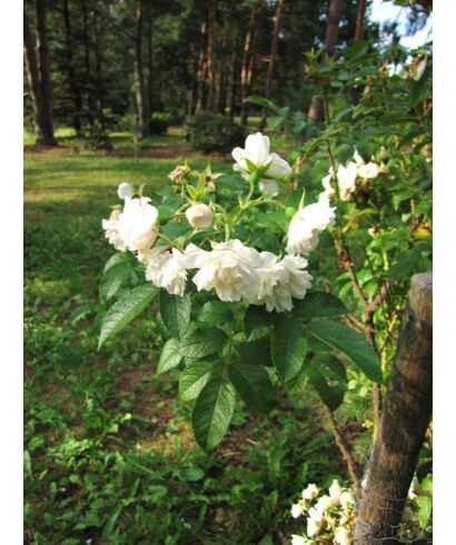 Róża 'White Grootendorst'