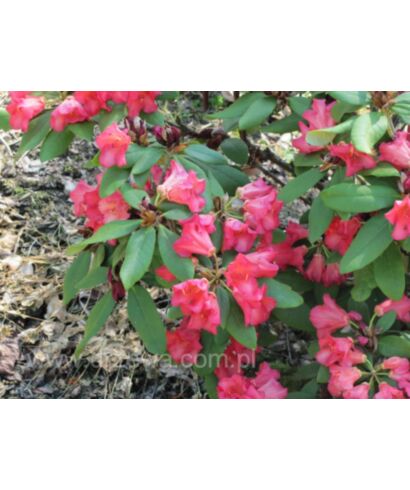 Różanecznik 'Abendsonne'  (łac. Rhododendron)
